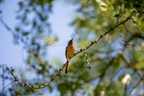 The small minivet is a small passerine bird. This minivet is found in tropical southern Asia