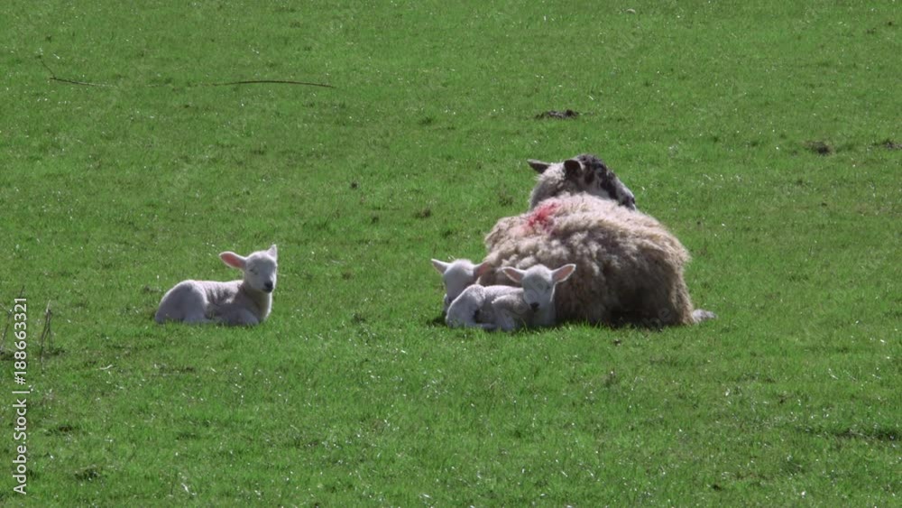 Ewe & Lambs; Spring Lambs; Hackness, North Yorkshire Ewe & Lambs; Spring Lambs; Hackness, North Yorkshire