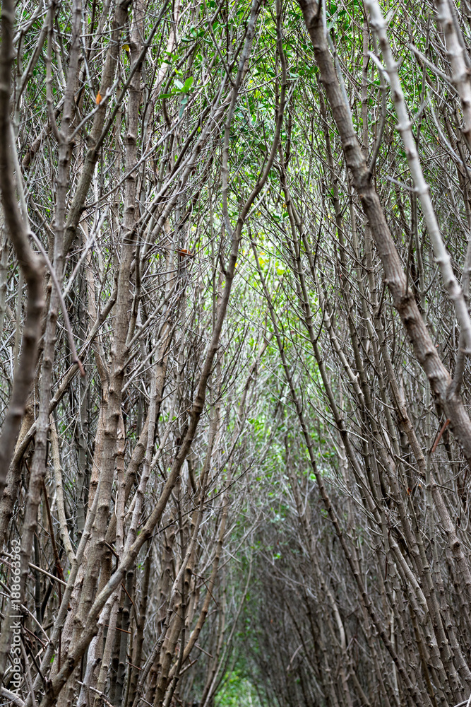 Mangrove forest walkway at Phetchaburi ,Thailand Mangrove forest walkway at Phetchaburi ,Thailand