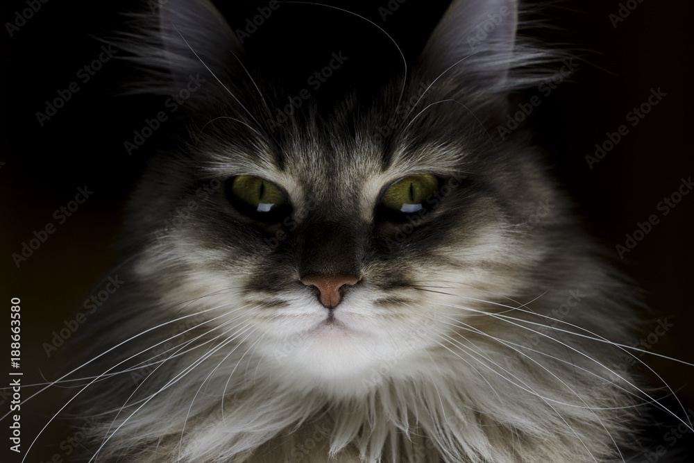 sinister portrait of a cat, sinister cat eyes sinister portrait of a cat, sinister cat eyes