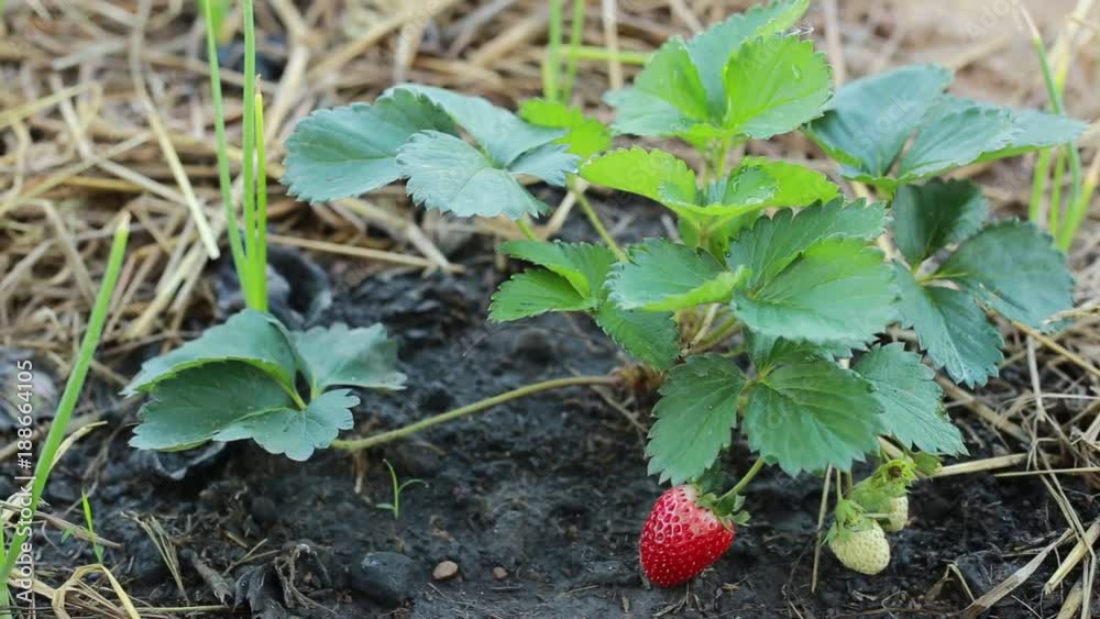 Red strawberry in the garden Red strawberry in the garden