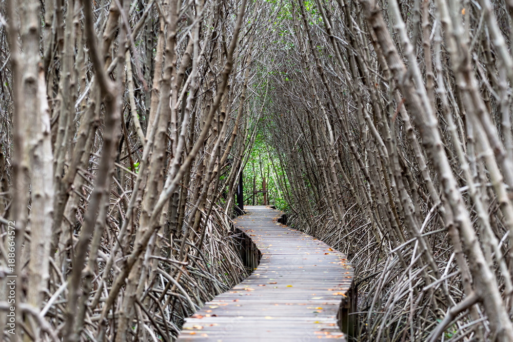 Mangrove forest walkway at Phetchaburi ,Thailand Mangrove forest walkway at Phetchaburi ,Thailand