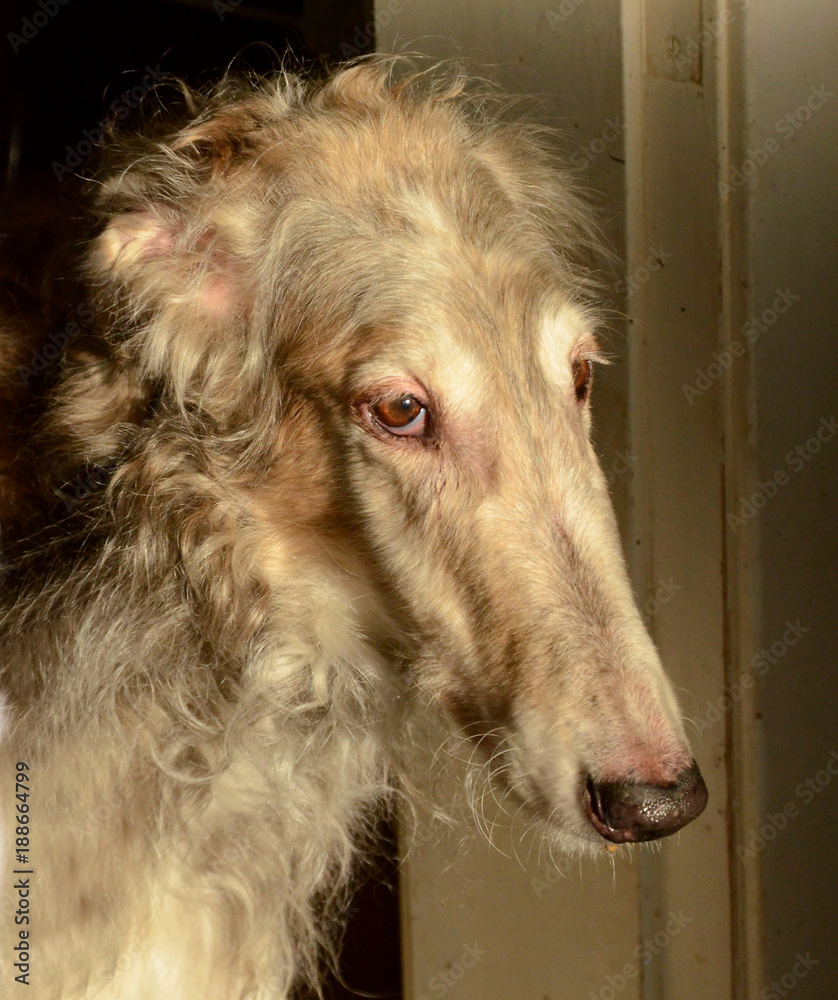 Brindle borzoi sale