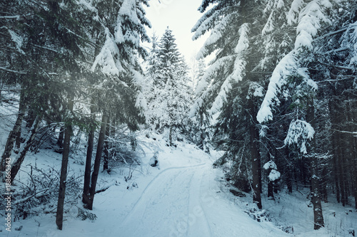 Road in winter evergreen forest