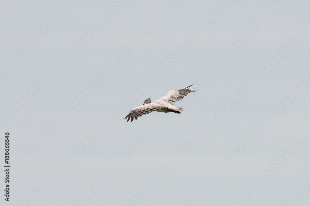 The spot-billed pelican or grey pelican (Pelecanus philippensis) is a member of the pelican family. It breeds in southern Asia. The spot-billed pelican or grey pelican (Pelecanus philippensis) is a member of the pelican family. It breeds in southern Asia.