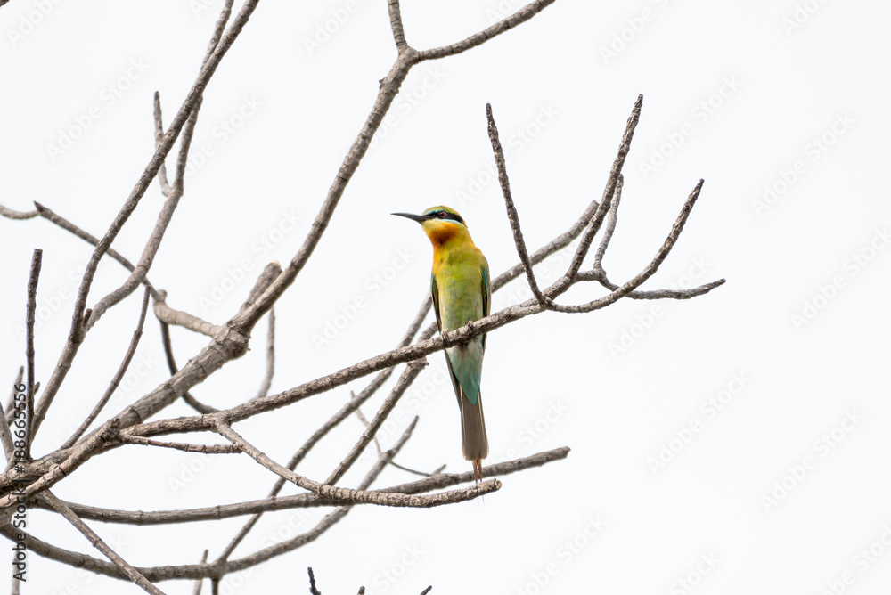 The blue-tailed bee-eater, it breeds in southeastern Asia. The blue-tailed bee-eater, it breeds in southeastern Asia.