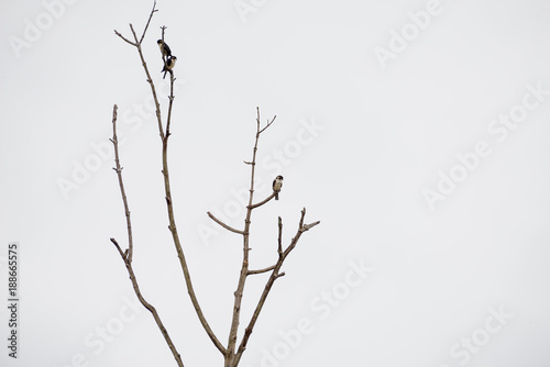 The black-thighed falconet is one of the smallest birds of prey. It is native to Brunei Darussalam, Myanmar, Thailand, Malaysia, Singapore and Indonesia. and vagrant to Sri Lanka. photo