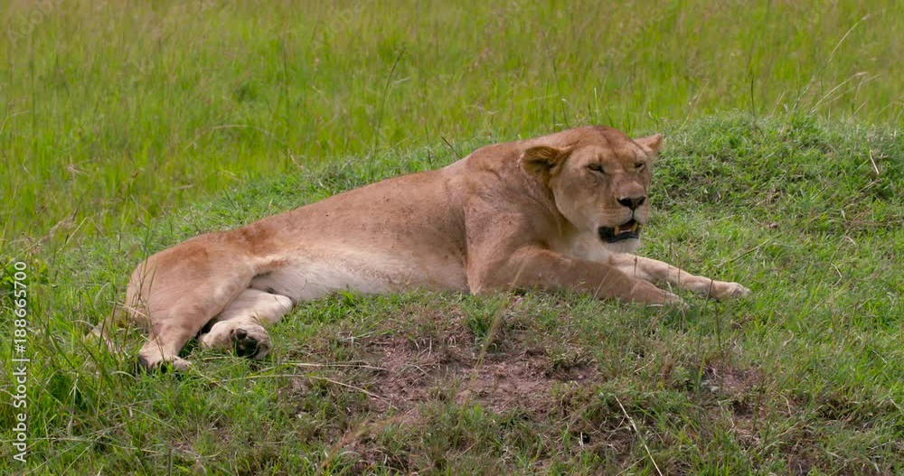 Lioness Resting; Maasai Mara Day 1; Maasai Mara, Kenya Lioness Resting; Maasai Mara Day 1; Maasai Mara, Kenya