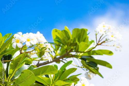 Fototapeta Naklejka Na Ścianę i Meble -  White and yellow frangipani flowers with blue sky in background