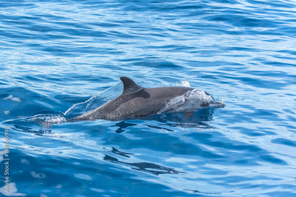 Naklejka premium Pan tropical spotted dolphin, dolphin swimming in blue sea 