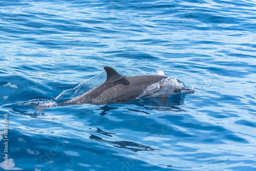 Pan tropical spotted dolphin  dolphin swimming in blue sea  