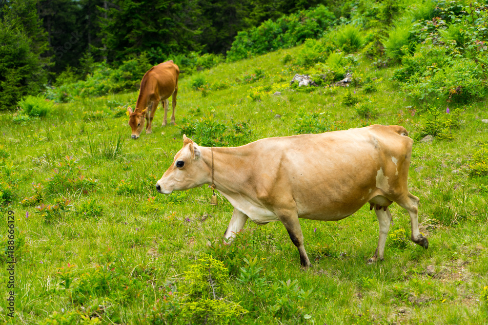 Cattle on a Field Highland Rize, Turkey