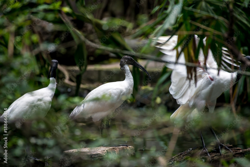 Obraz premium Black-headed ibis
