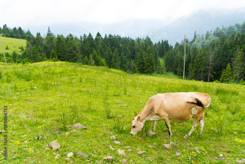 Fototapeta premium Cattle on a Field Highland Rize, Turkey