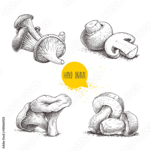 Hand drawn sketch style mushrooms compositions set. Champignons, oysters, chanterelles and porcini mushrooms. Organic forest and farm fresh food vector illustrations isolated on white background.