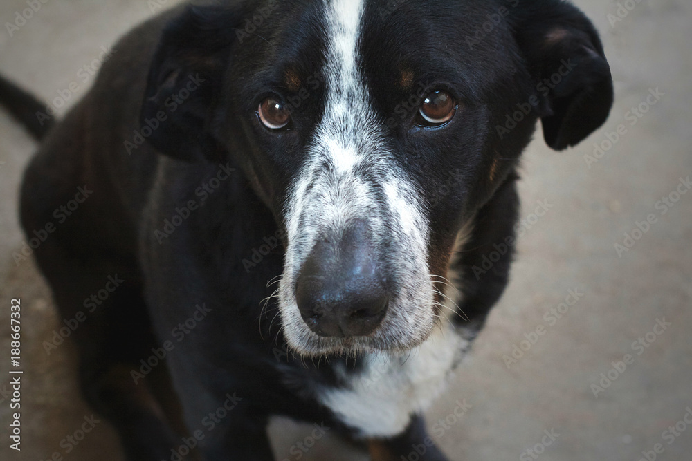 beautiful mixed color dog looks sad and hungry