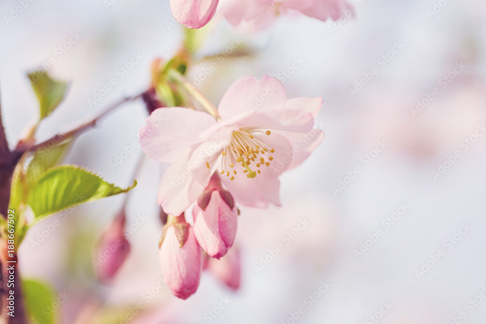 Blossoming of the apricot tree in spring time with white beautiful flowers.