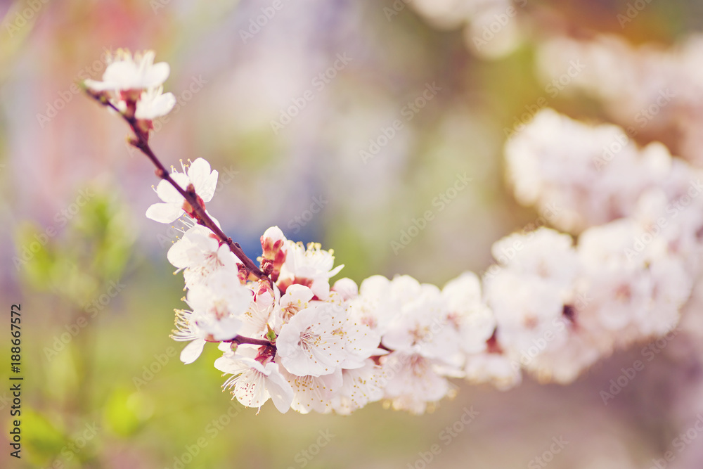 Blossoming of the apricot tree in spring time with white beautiful flowers. Blossoming of the apricot tree in spring time with white beautiful flowers.