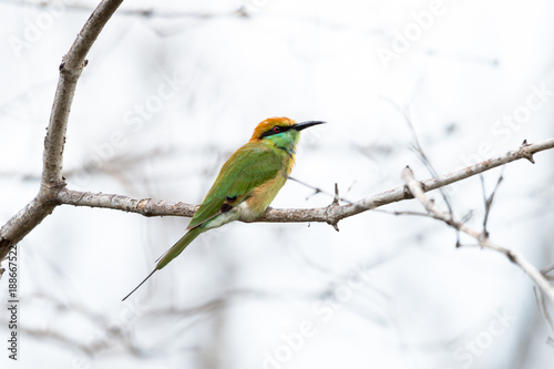 The green bee-eater or little green bee-eater is a near passerine bird in the bee-eater family. © joesayhello