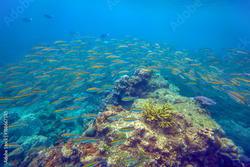 Big school of bright yellow fishes swimming through deep blue sea near coral reef area at Redang island, Malaysia photo