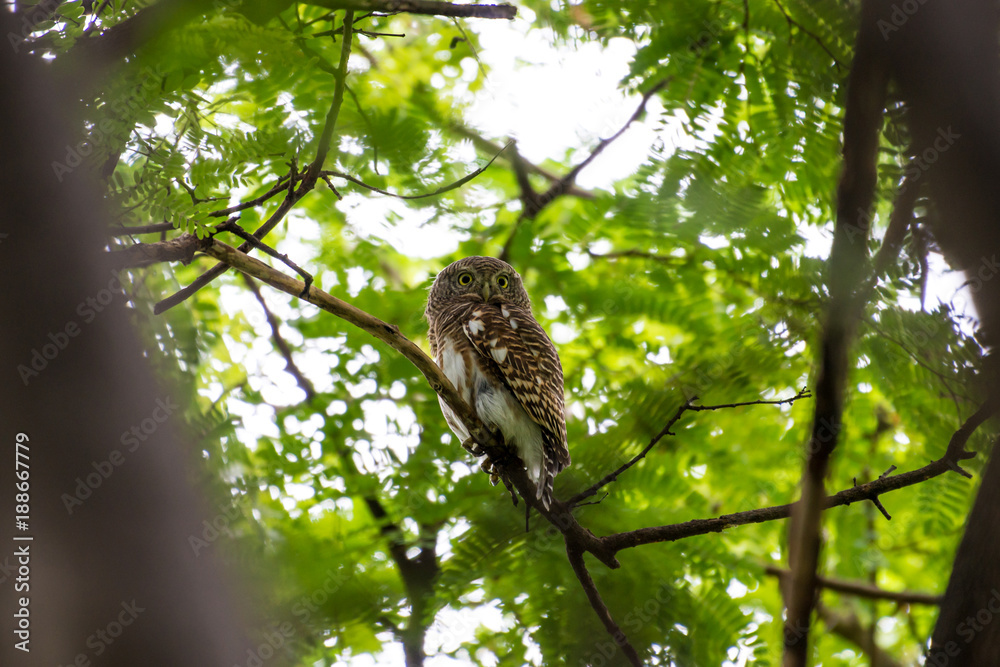 The Asian barred owlet is a species of true owl, resident in northern parts of the Indian Subcontinent and parts of Southeast Asia. The Asian barred owlet is a species of true owl, resident in northern parts of the Indian Subcontinent and parts of Southeast Asia.