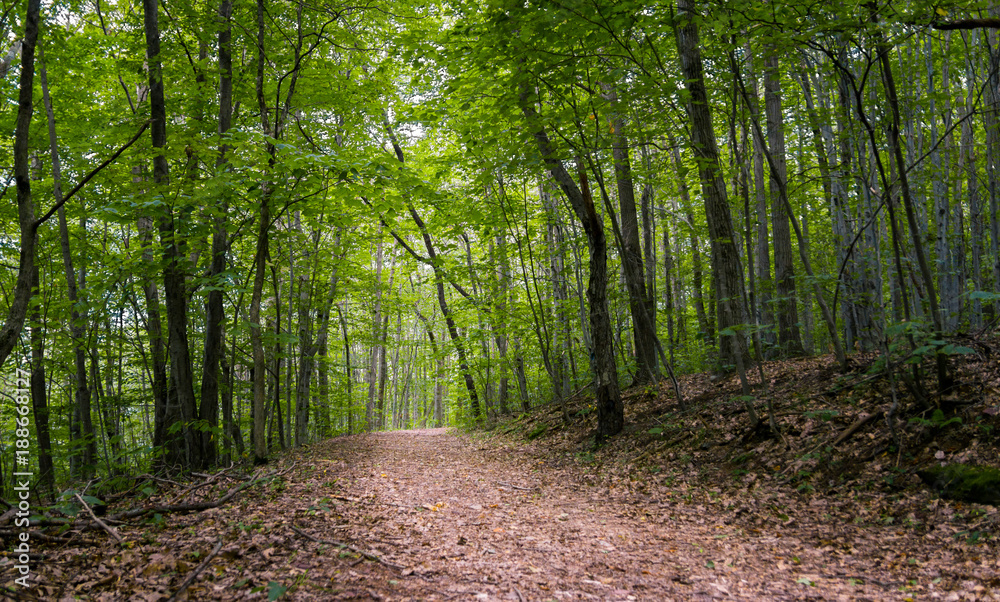 Forest trail