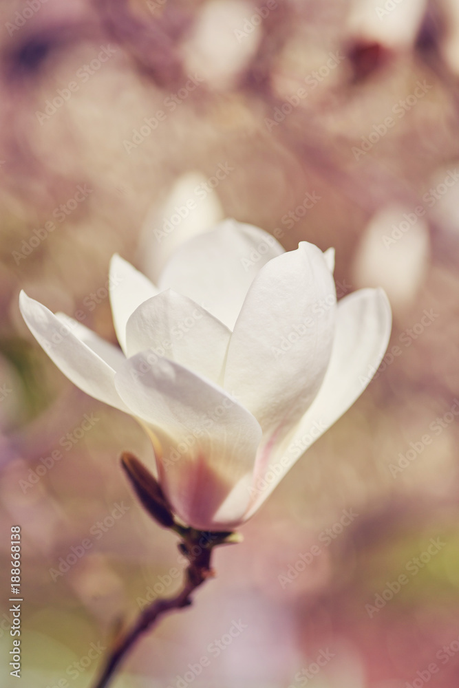 Fototapeta premium White big Magnolia