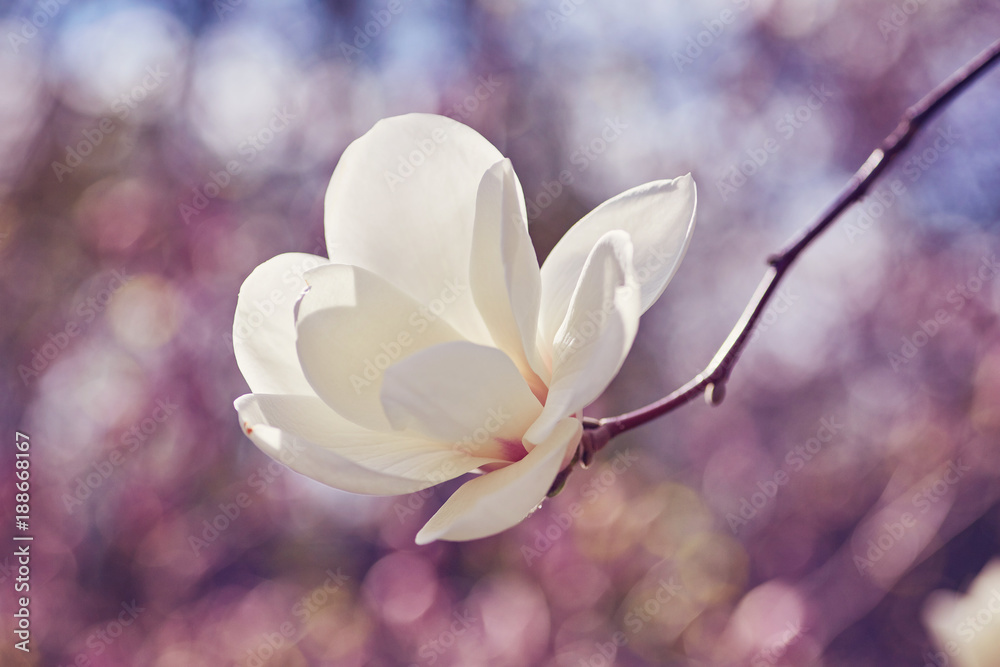 Fototapeta premium White magnolia flower
