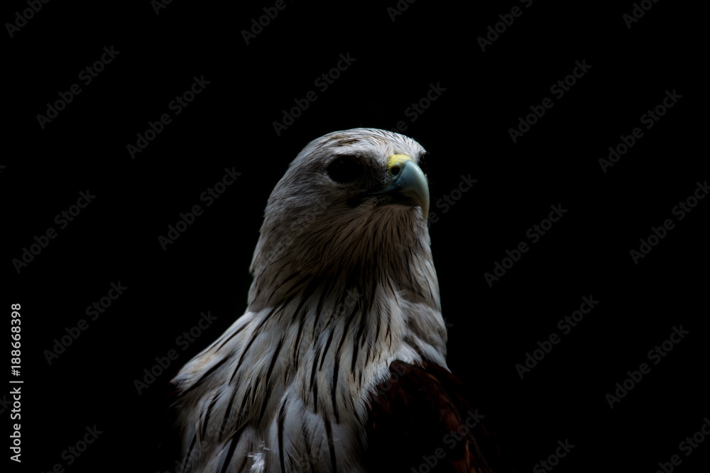 Close up head of Brahminy Kite with black background Close up head of Brahminy Kite with black background