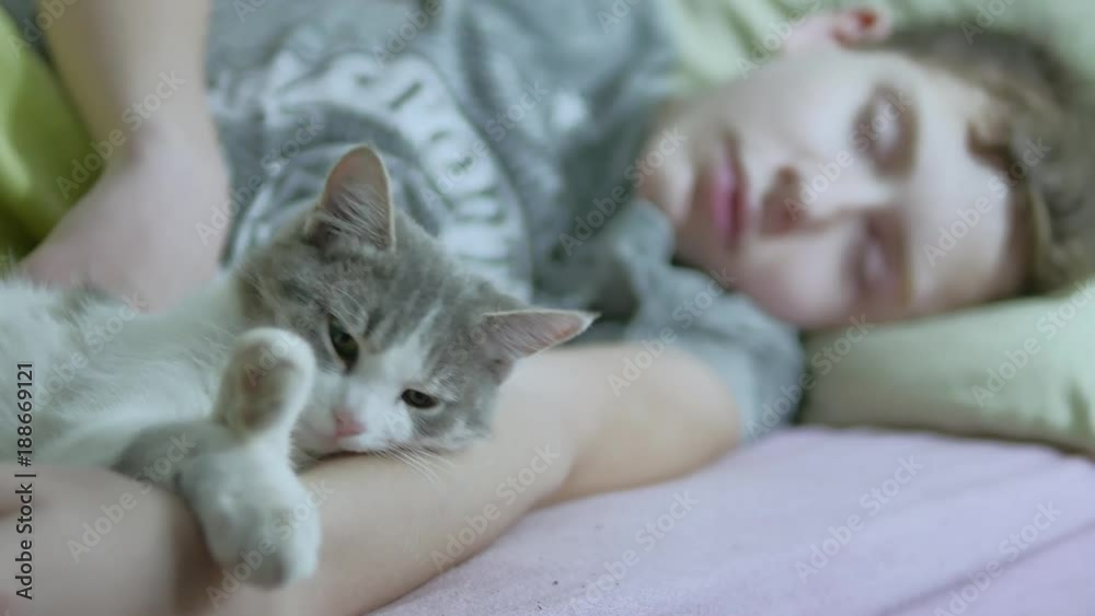 cat and boy teenager sleeping together indoors friendship love pet .teen boy sleep with cat in bed hug close up cat and boy teenager sleeping together indoors friendship love pet .teen boy sleep with cat in bed hug close up