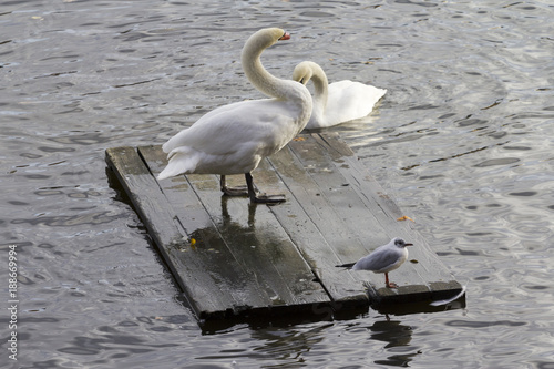 Swans in Prague photo