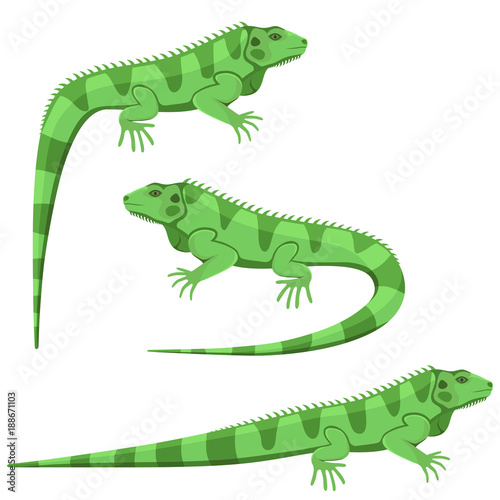 Vector illustration of a green iguana in three different positions isolated on a white background.