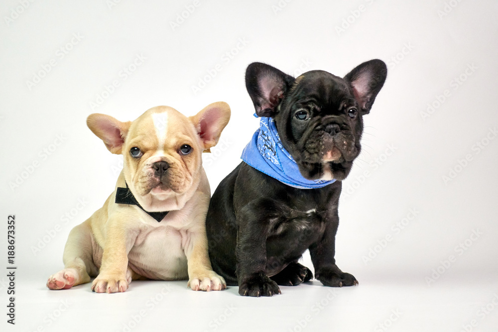 Black and white French Bulldog puppies sitting on white background look at camera, blue scarf and black necktie on neck. Black and white French Bulldog puppies sitting on white background look at camera, blue scarf and black necktie on neck.