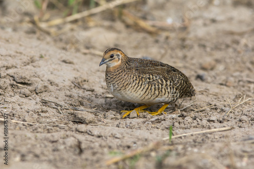 King quail (female) Beautiful bird photo