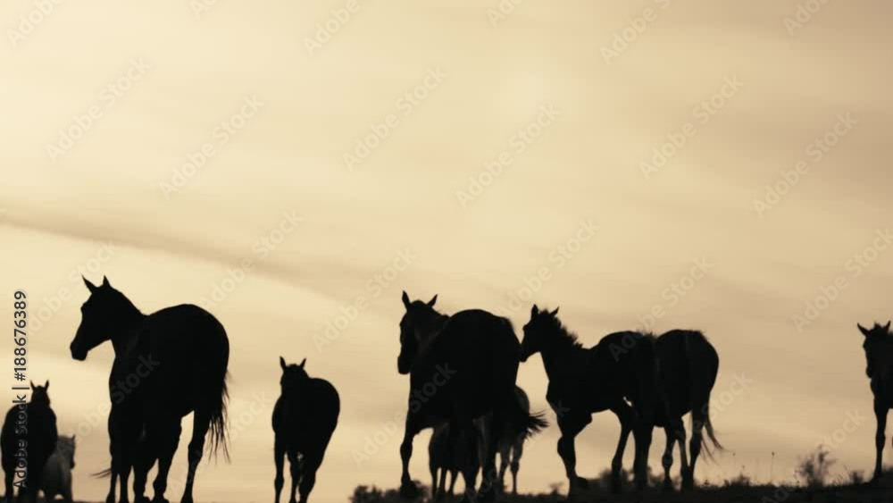 Herd of wild horses moving through the yellow hills, during pink sunset. Wild animals, wild places, running stallions Herd of wild horses moving through the yellow hills, during pink sunset. Wild animals, wild places, running stallions