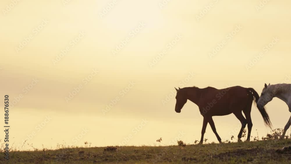 Horses running on a grass field Horses running on a grass field