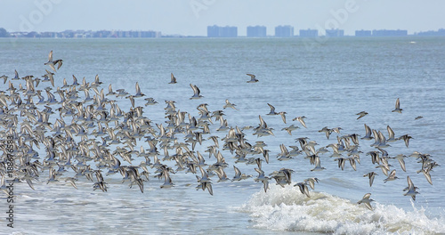Hundreds of sanderlng birds fly together causing a murmuration along the surf on Estero Island near Fort Myers Beach.
