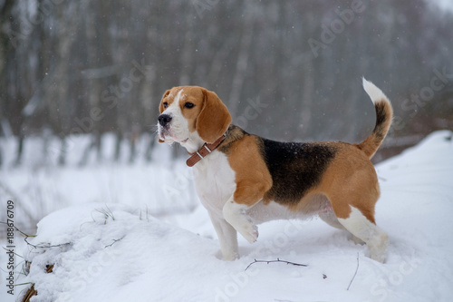 Fototapeta Naklejka Na Ścianę i Meble -  Beagle dog in the woods in heavy snow