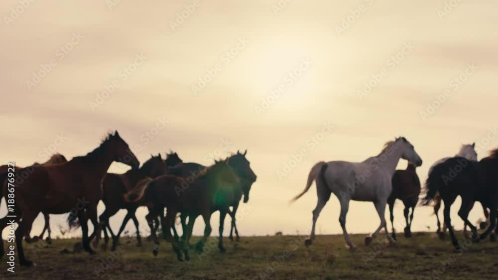 Herd of wild horses moving through the yellow hills, during pink sunset. Wild animals, wild places, running stallions