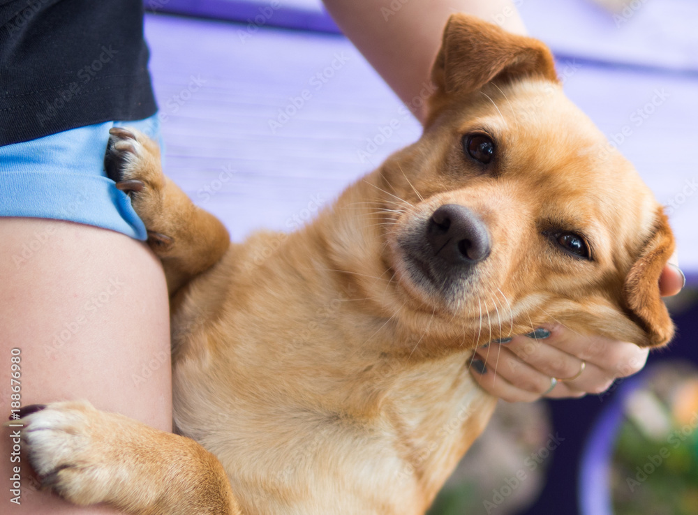 Why Do Dogs Scratch Behind Their Ears