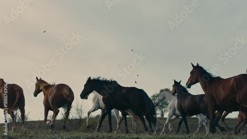 Horses running on a grass field