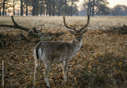 Deer looking at camera in Richmond Park © Laura