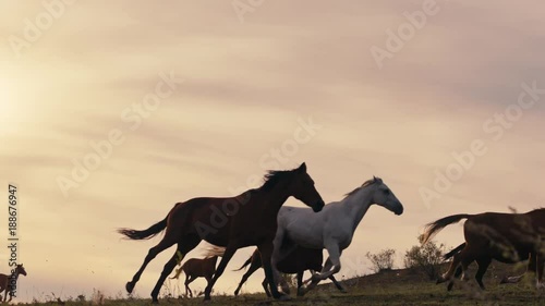 Horses running on a grass field photo
