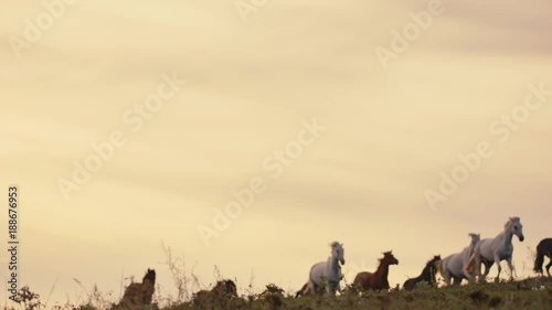 Herd of wild horses moving through the yellow hills, during pink sunset. Wild animals, wild places, running stallions