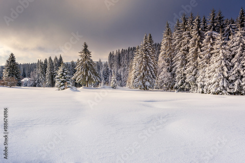 Wintertime - Black Forest. Winter landscape with firs covered by snow.