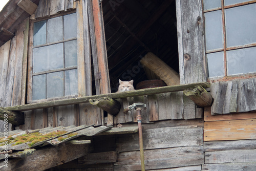 the cat is a coward in the attic of a very old and dilapidated houses. afraid of people. the concept of homeless animals