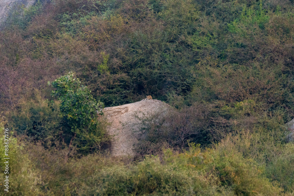 Obraz premium Indian Leopard near Bera, Rajasthan