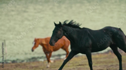 Horses running on a grass field