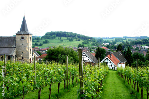 Grape yard on the hill of South Limburg