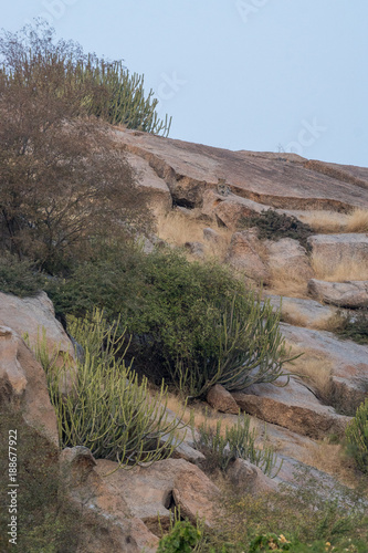 Indian Leopard near Bera, Rajasthan